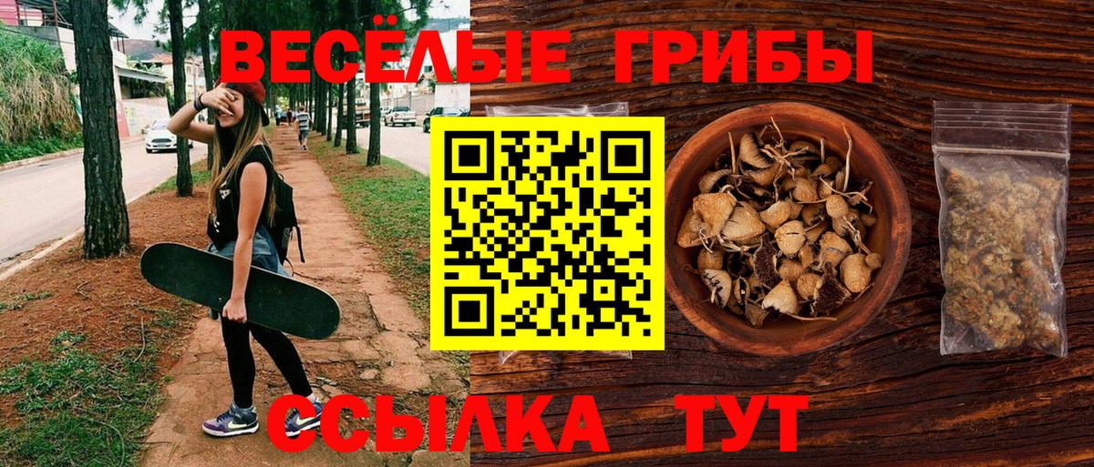 Галлюциногенные грибы Psilocybe Новоалександровск